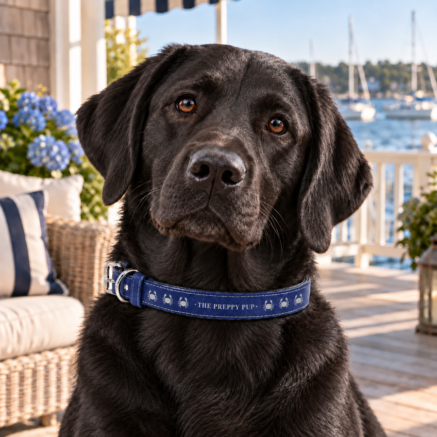 Cape Cod Crab Faux Leather Pet Collar worn by a black Labrador in a coastal setting