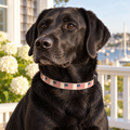 Old Glory Cream Clip-On Pet Collar worn by a black Labrador in a coastal setting
