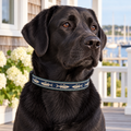 Fish'n Hour Clip-On Pet Collar worn by a black Labrador in a coastal setting