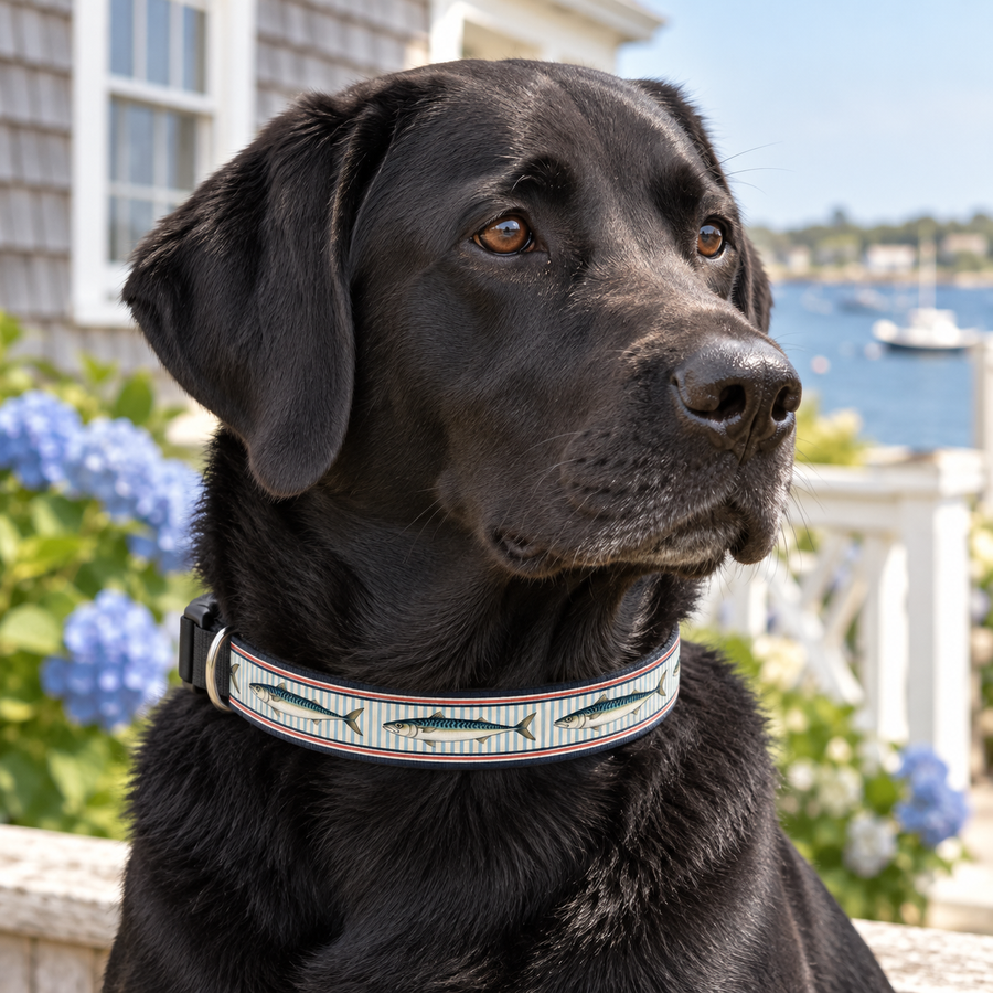 Mackerel Row Clip-On Pet Collar worn by a black Labrador in a coastal setting