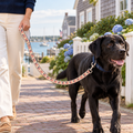 Black Labrador on a coastal walk using the Old Glory Leash in cream with repeating American flags